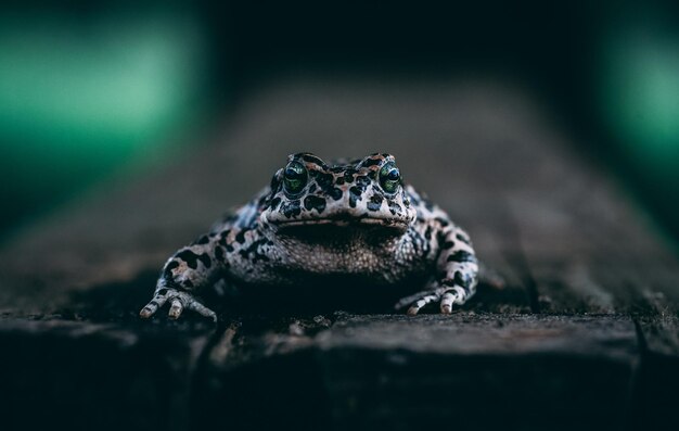 Mise au point sélective d'une grenouille à motifs regardant dans une direction droite