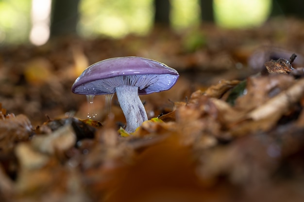 Mise au point sélective Gros plan d'un champignon sauvage poussant dans une forêt entourée de feuilles