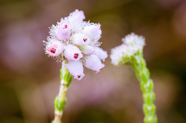 Mise au point sélective gros plan de fleurs antennaria dioica rose en fleurs