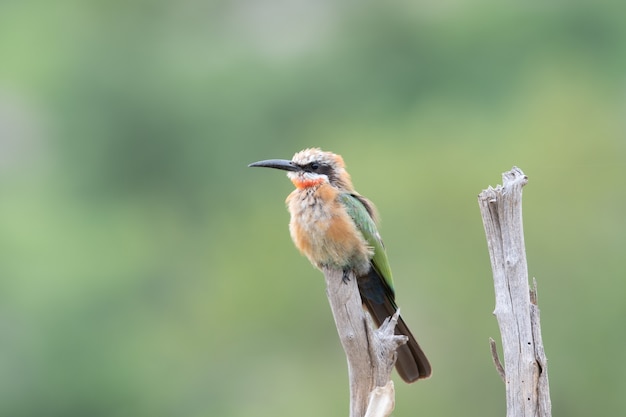 Mise au point sélective d'un guêpier à gorge rouge debout sur du bois