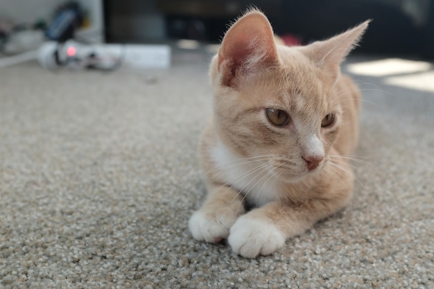 Mise au point sélective d'un joli chat beige allongé sur le sol et regardant vers la droite