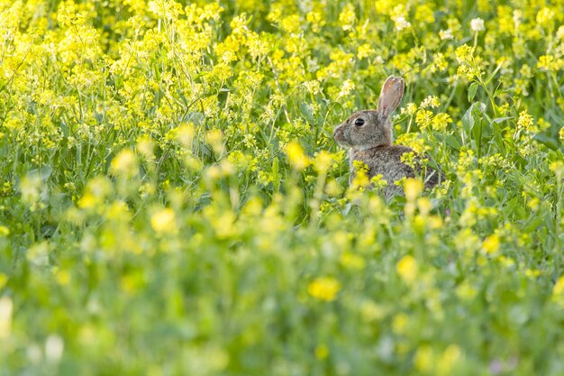 Mise au point sélective d'un lapin brosse dans un champ couvert de fleurs et d'herbe sous la lumière du soleil