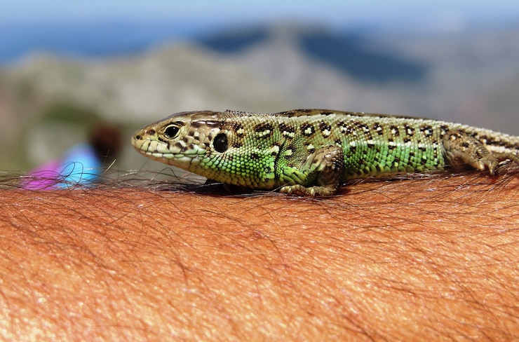 Photo gratuit mise au point sélective d'un lézard des sables (lacerta agilis) sur la main d'une personne