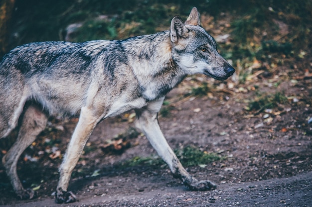 Mise au point sélective d'un loup gris