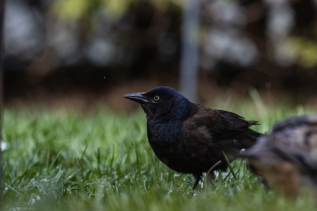 Mise au point sélective d'un magnifique corbeau sur un champ couvert d'herbe