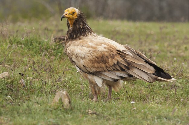 Mise au point sélective d'un magnifique vautour à la recherche d'une proie sur un terrain couvert d'herbe