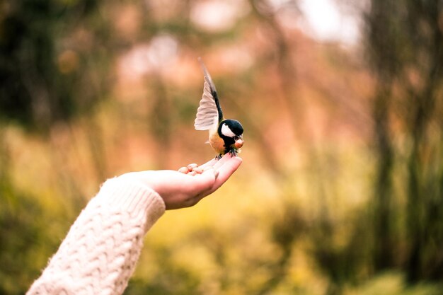 Mise au point sélective d'une main nourrissant un oiseau mésange charbonnière dans les bois