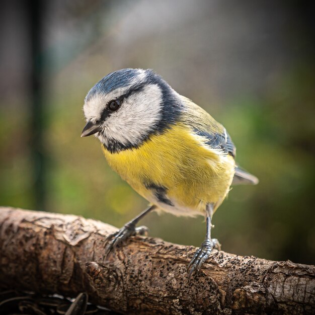 Mise au point sélective d'une mésange bleue eurasienne (Cyanistes caeruleus) debout sur une branche