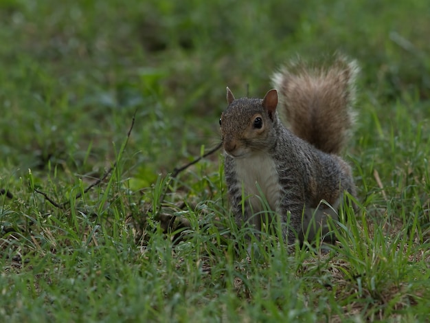 Mise au point sélective d'un mignon écureuil renard dans l'herbe