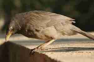 Photo gratuite mise au point sélective d'un mignon oiseau gris jungle babbler à la recherche de nourriture