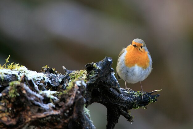 Mise au point sélective d'un mignon oiseau robin européen assis sur la branche moussue