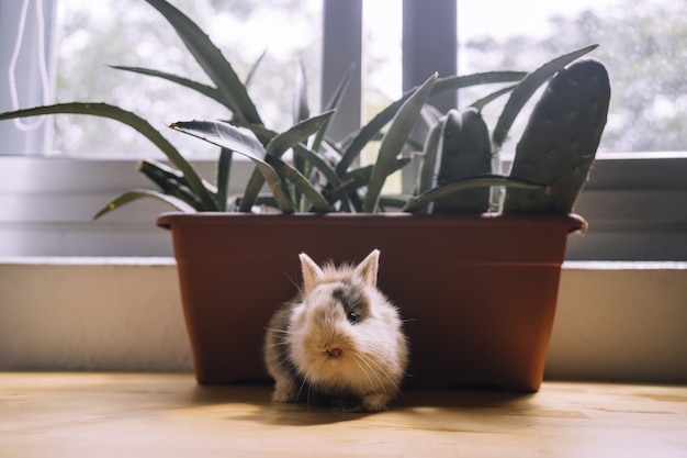 Photo gratuite une mise au point sélective d'un mignon petit lapin de couleur marron et noir sur le rebord de la fenêtre