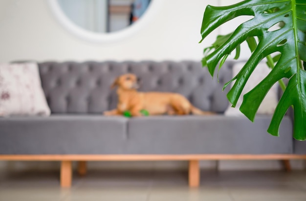 Photo gratuite mise au point sélective sur un monstera sur un arrière-plan flou un mignon teckel se trouve sur un canapé dans le salon avec son jouet préféré confortable avec des animaux domestiques