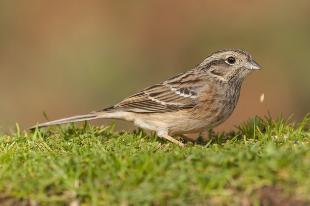 Mise au point sélective d'un oiseau bruant assis sur l'herbe avec un arrière-plan flou