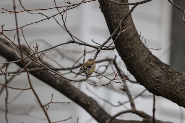 Mise au point sélective d'un oiseau chardonneret américain reposant sur une branche d'arbre
