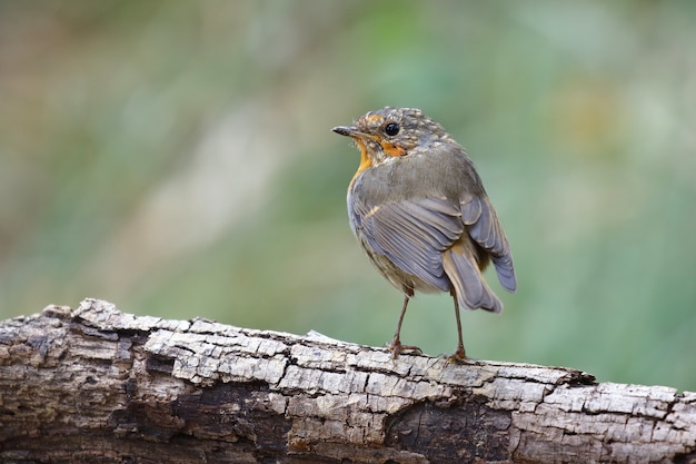 Mise au point sélective d'un oiseau exotique assis sur l'épaisse branche d'un arbre