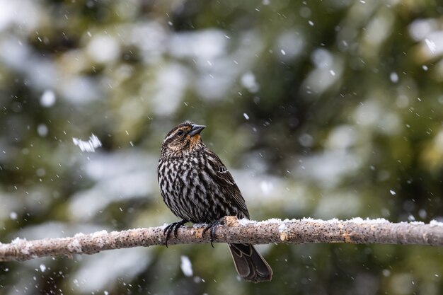 Mise au point sélective d'un oiseau exotique sur la fine branche d'un arbre sous la neige