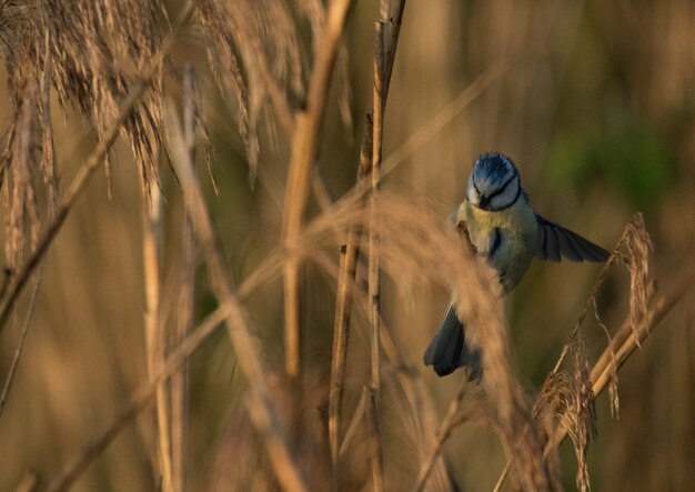 Mise au point sélective d'un oiseau geai bleu avec un arrière-plan flou