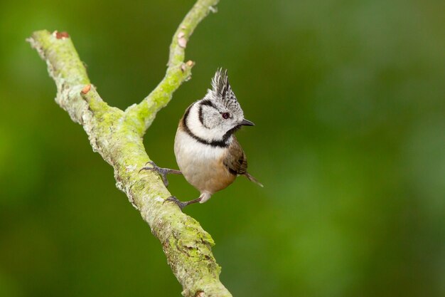 Mise au point sélective d'un oiseau mésange huppée sur une branche