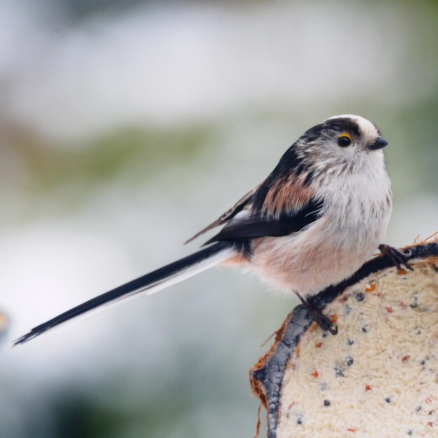 Mise au point sélective d'un oiseau mésange à longue queue perché à l'extérieur