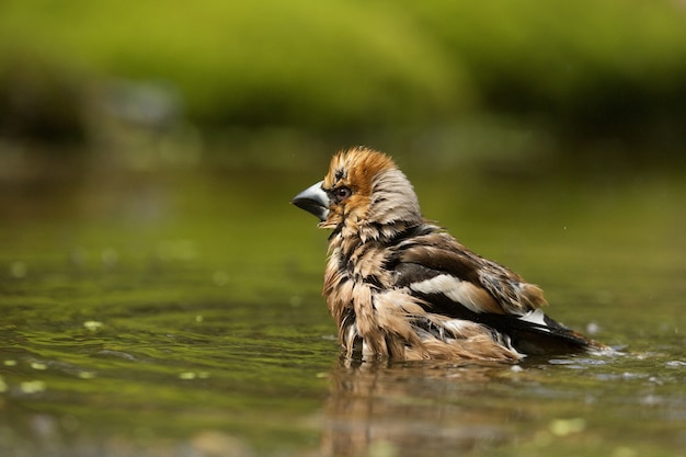 Mise au point sélective d'un oiseau mignon Hawfinch