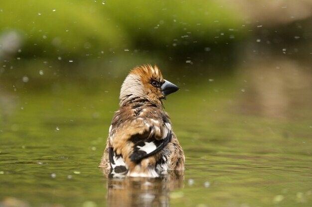 Mise au point sélective d'un oiseau mignon Hawfinch