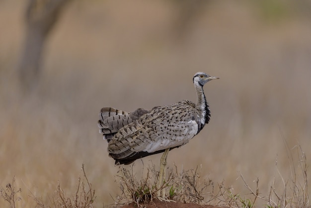 Mise au point sélective d'un oiseau de volaille marchant sur le terrain couvert d'herbe