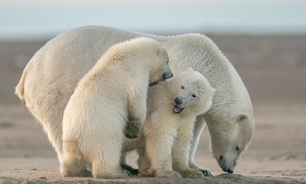 Mise au point sélective des ours polaires