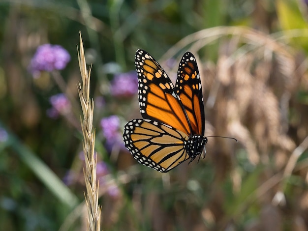 Mise au point sélective de papillon bois moucheté sur une petite fleur