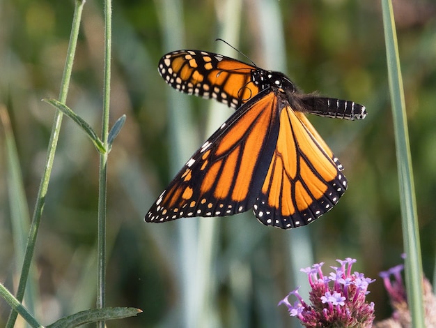 Photo gratuite mise au point sélective de papillon bois moucheté sur une petite fleur