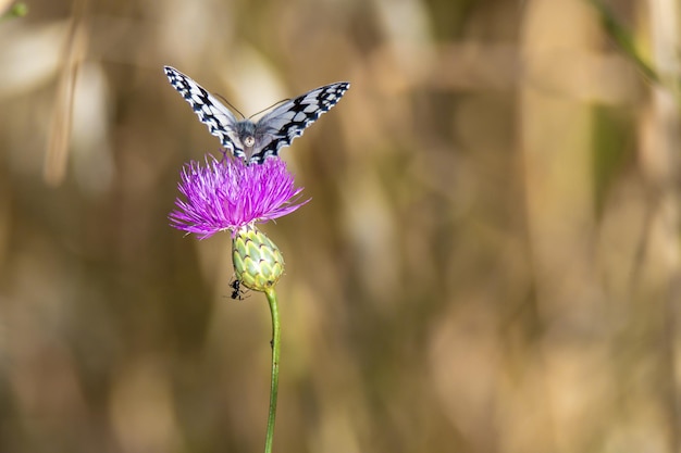 Mise au point sélective d'un papillon machaon assis sur une fleur de chardon épineux escaladant la tige