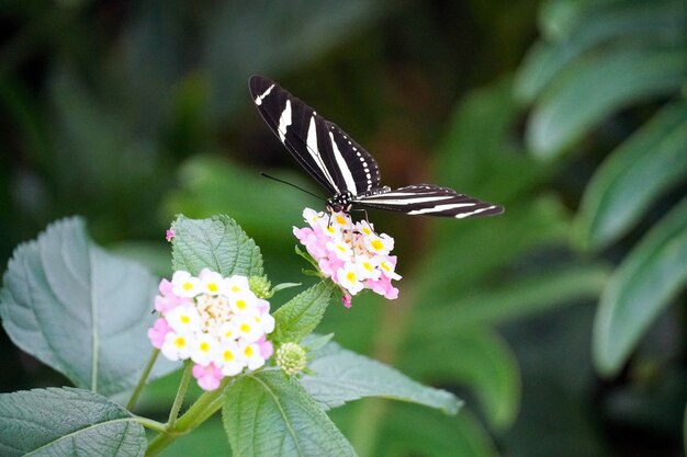 Mise au point sélective d'un papillon Zebra Longwing perché sur une fleur rose clair