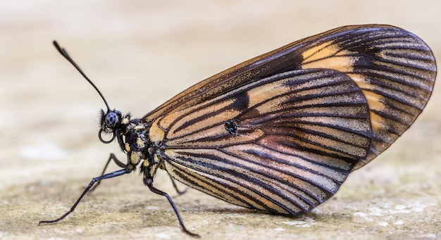 Mise au point sélective d'un papillon