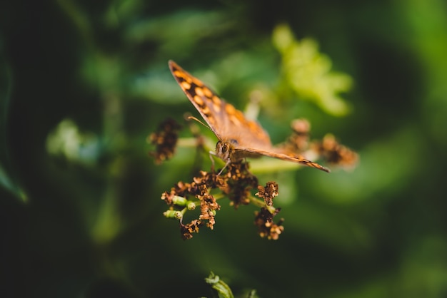 Mise au point sélective d'un Pararge sur une plante dans un champ sous la lumière du soleil avec un arrière-plan flou