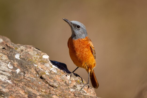 Mise au point sélective d'un petit oiseau exotique sur le tronc d'un arbre lors d'une journée ensoleillée