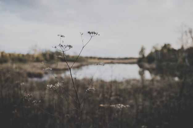 Mise au point sélective d'une plante sur le terrain avec un petit lac sur la