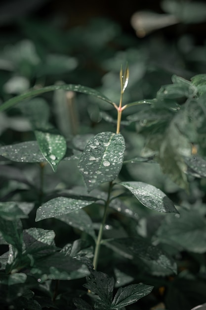 Mise au point sélective de la plante verte en croissance couverte de gouttelettes d'eau dans un jardin