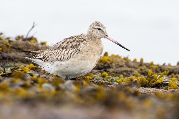 Mise au point sélective shot of a redshank debout sur le sol boueux entouré de fleurs jaunes