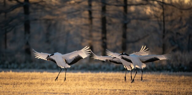 Mise au point sélective de trois grues à couronne rouge battant des ailes dans le parc national de Kushiro