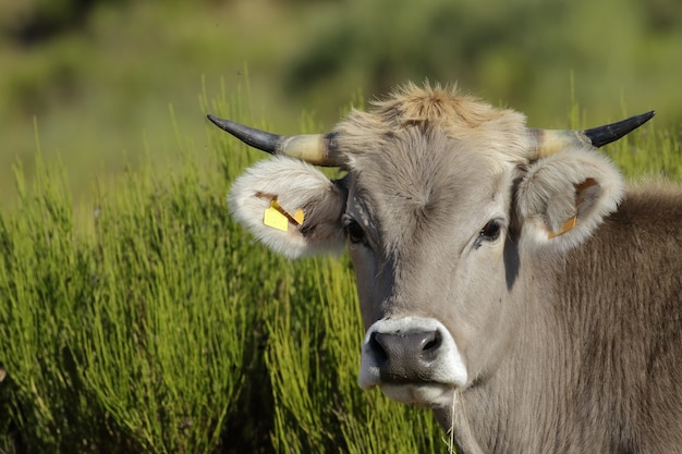 Mise au point sélective d'une vache grise capturée au milieu d'un champ couvert d'herbe