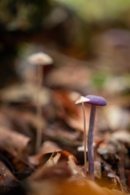 Mise au point sélective verticale de champignons en croissance dans la forêt