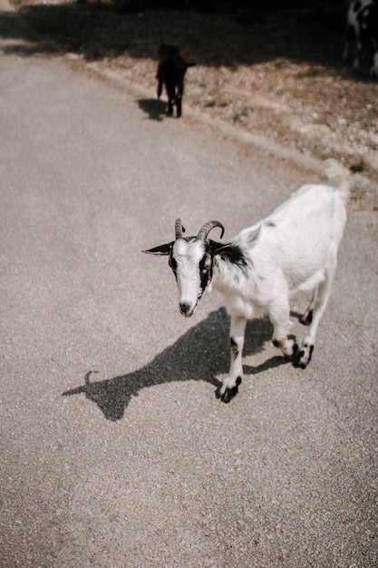 Mise au point sélective verticale d'une chèvre blanche sur la route à la campagne