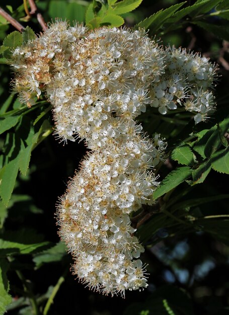 Mise au point sélective verticale coup de branche de fleur de prunier à Rijssen, Pays-Bas