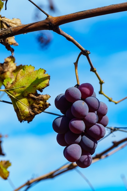 Mise au point sélective verticale d'un crunch raisin violet poussant sur l'arbre