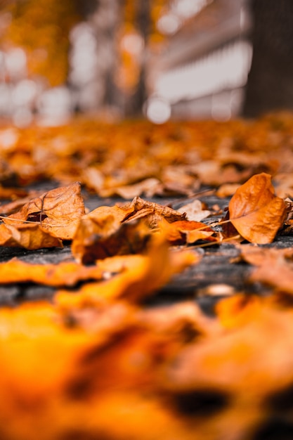 Mise au point sélective verticale d'une feuille sèche jaune sur le sol avec un flou