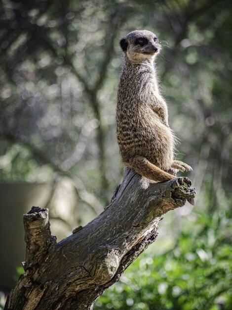 Mise au point sélective verticale d'un suricate sur un tronc dans le parc Branitz en Allemagne