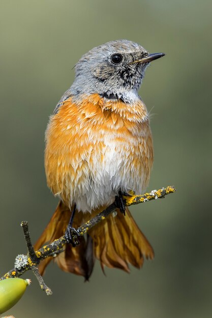 Mise au point sélective verticale tourné d'un bel oiseau bruant sur la fine branche d'un arbre