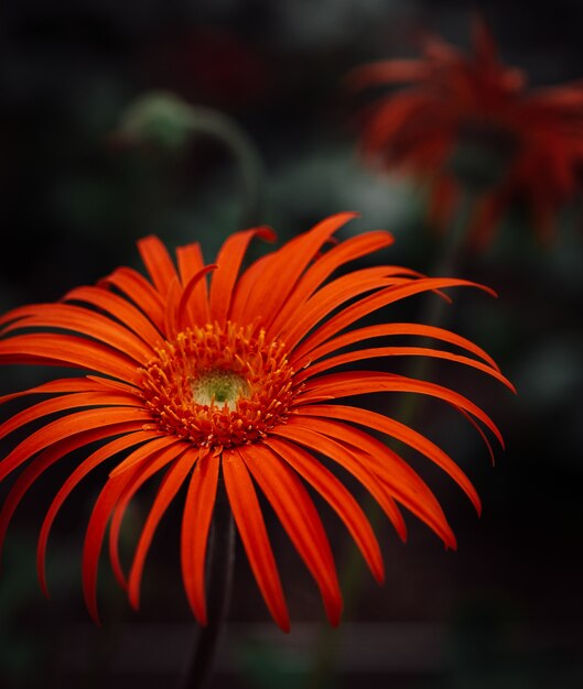 Mise au point sélective verticale tourné d'une magnifique fleur de Marguerite Barberton dans une forêt