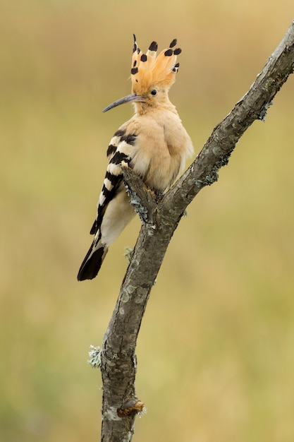 Mise au point sélective verticale tourné d'un oiseau noir et orange exotique assis sur la branche d'un arbre