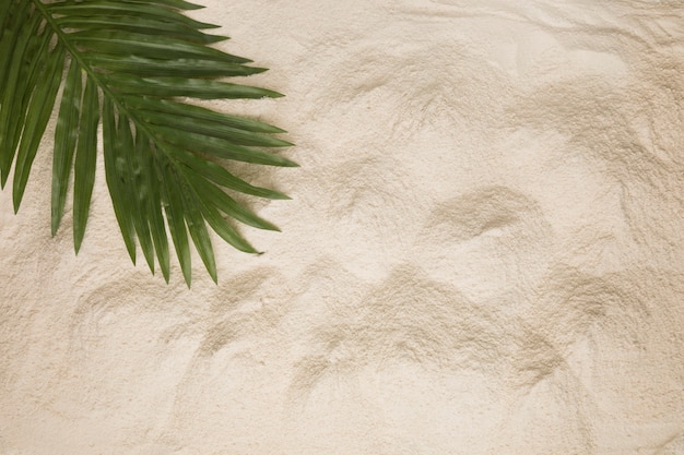 Mise en page de poussiéreux feuille de palmier sur le sable